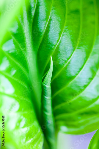 Green  abstract composition with leaf texture and soft focus