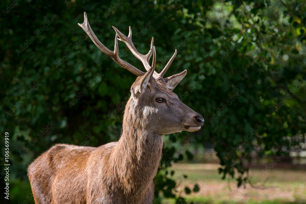 Red Deer Stag