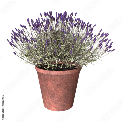 3D illustration Lavender Pot on White