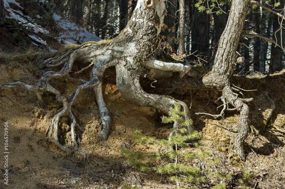 Fantastic tree rooty in Vitosha mountain at winter, Bulgaria Fantastic tree rooty in Vitosha mountain at winter, Bulgaria