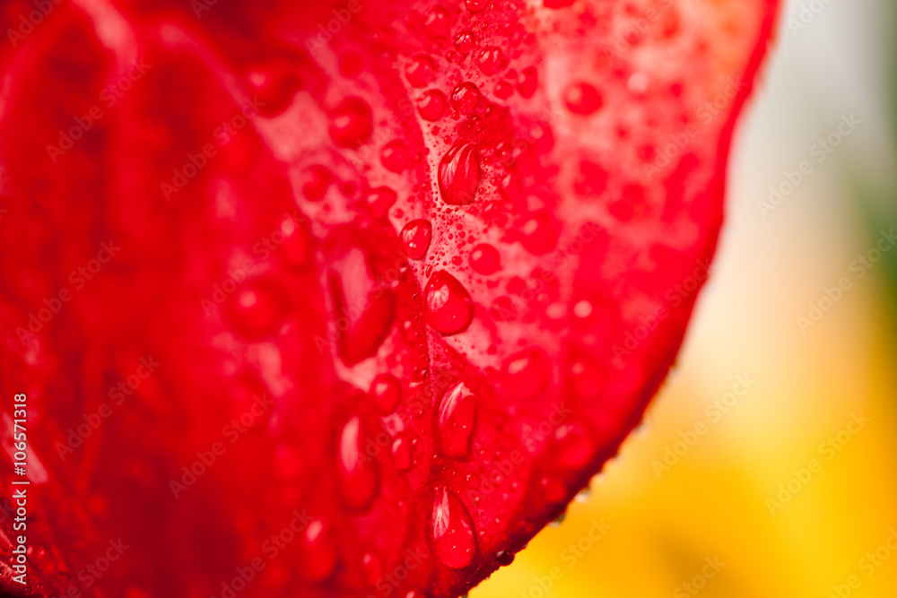 Close up photo of Anthurium flowers with details