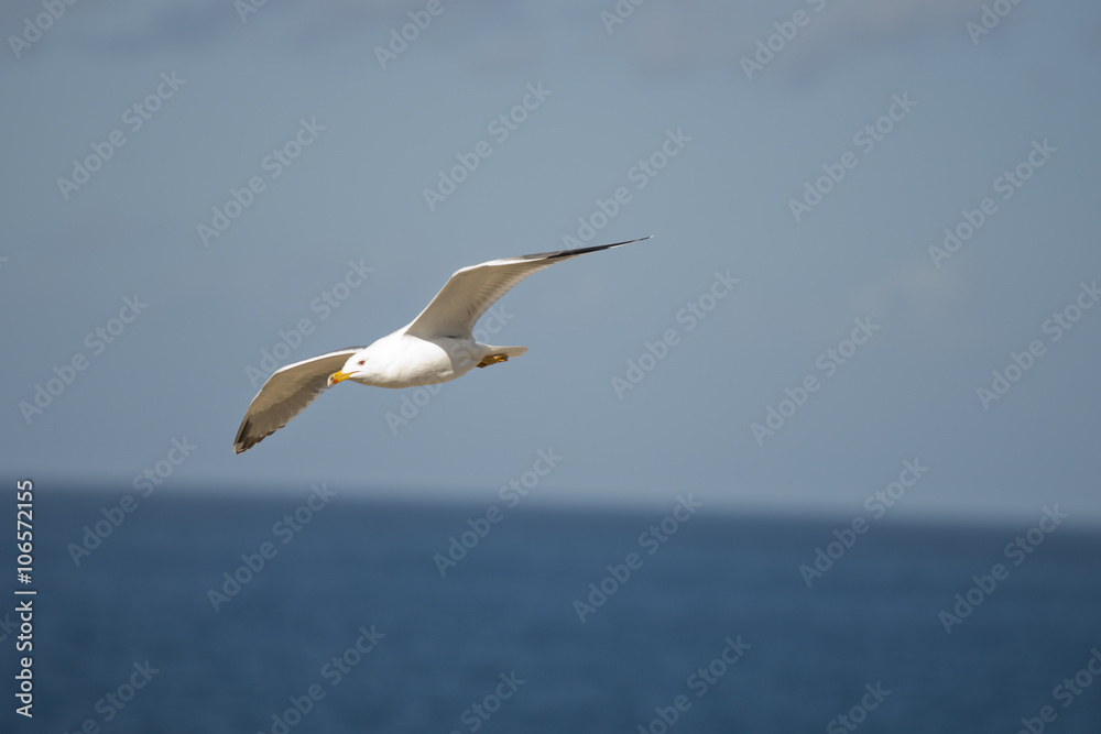 Fototapeta premium Gabbiano Volo