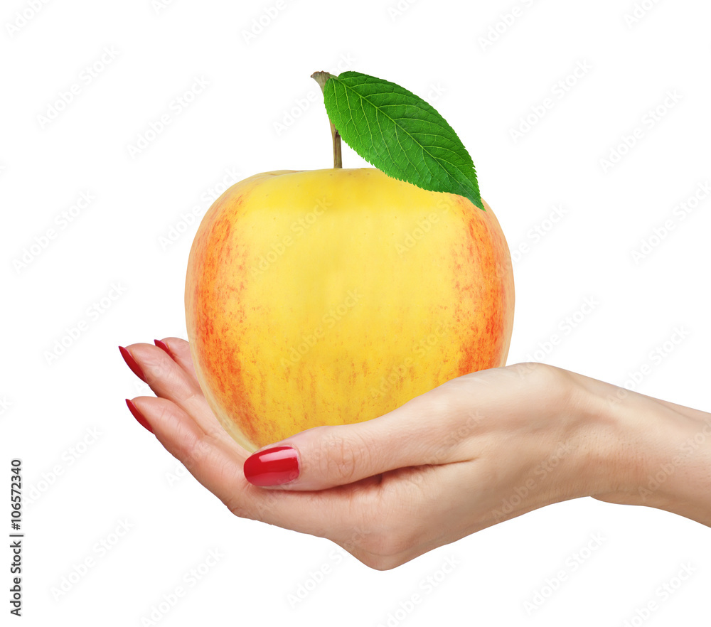 Fresh big apple fruit with green leaf in woman hand isolated on Fresh big apple fruit with green leaf in woman hand isolated on