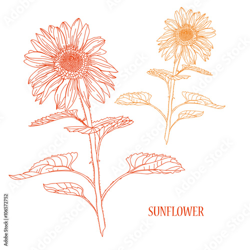 Fototapeta Naklejka Na Ścianę i Meble -  floral sketch