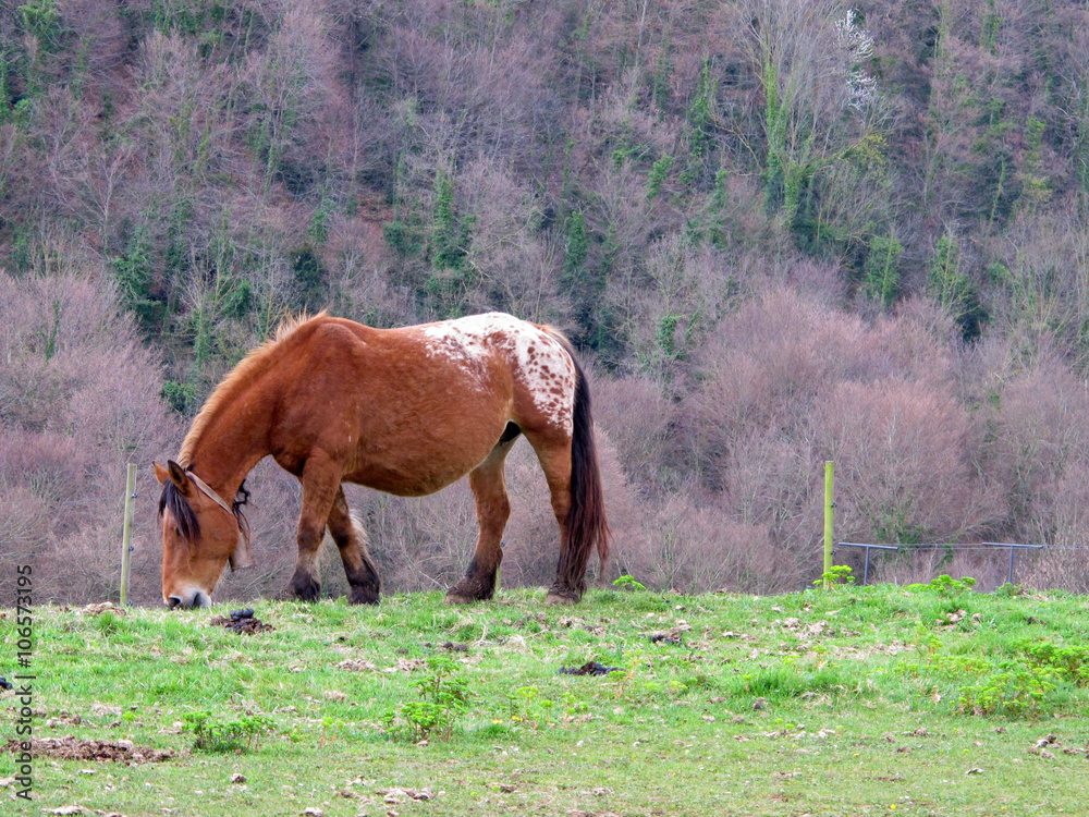 Obraz premium Grazing pony