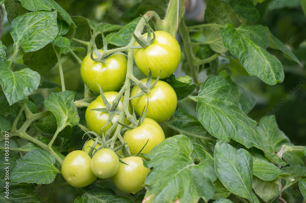 Closeup of green ripening tomatoes
