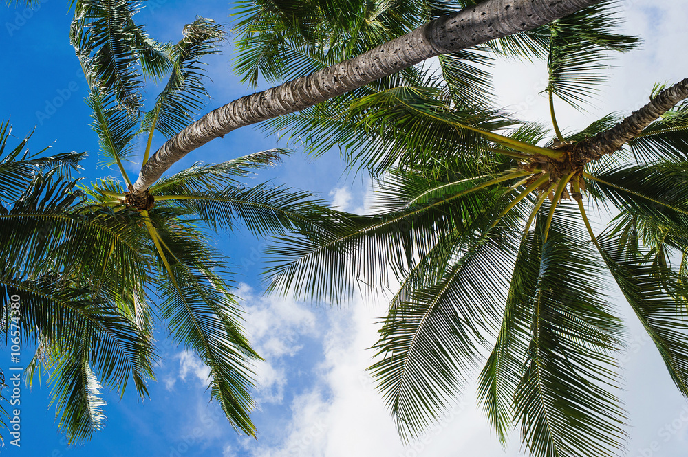 Under the palm trees of Oahu, Hawaii Under the palm trees of Oahu, Hawaii