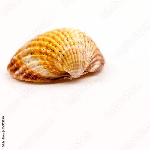 Seashells - colors and texture