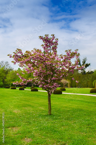 Single sakura tree blooming with pink flowers in spring green park, natural outdoor seasonal background
