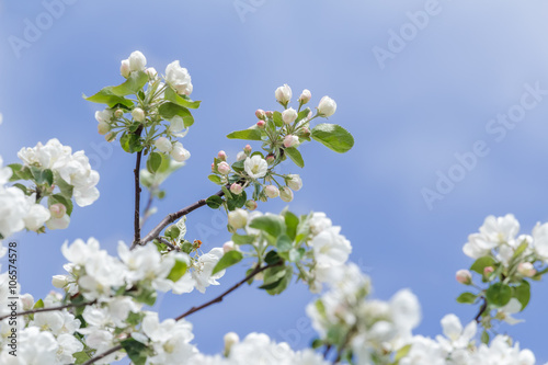 Soft pink and snowy white apple tree flowering branch at clear sky background