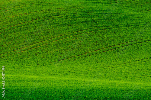 Green grass fields  suitable for backgrounds or wallpapers  natural seasonal landscape. 