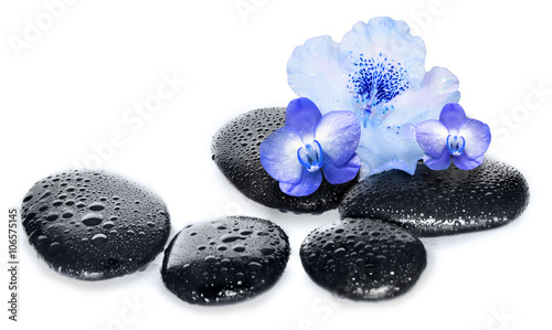 Photography Blue Flower orchid and black wet stones. Spa concept.