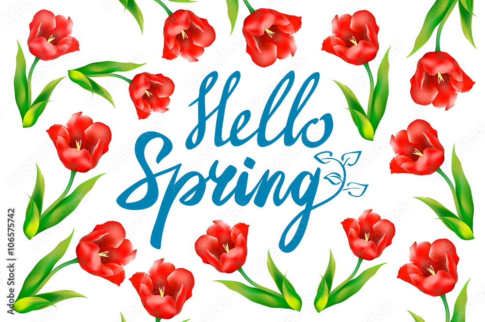 Hello Spring phrase vector lettering. Hand drawn calligraphy, white background. red tulip