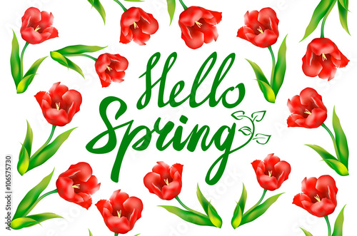 Hello Spring phrase vector lettering. Hand drawn calligraphy  white background. red tulip