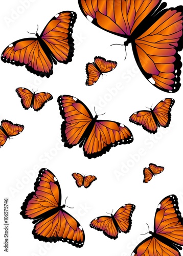 Schmetterlinge © Thomas Leonhardy