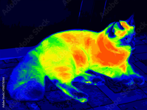 Infrared ragdoll cat vector