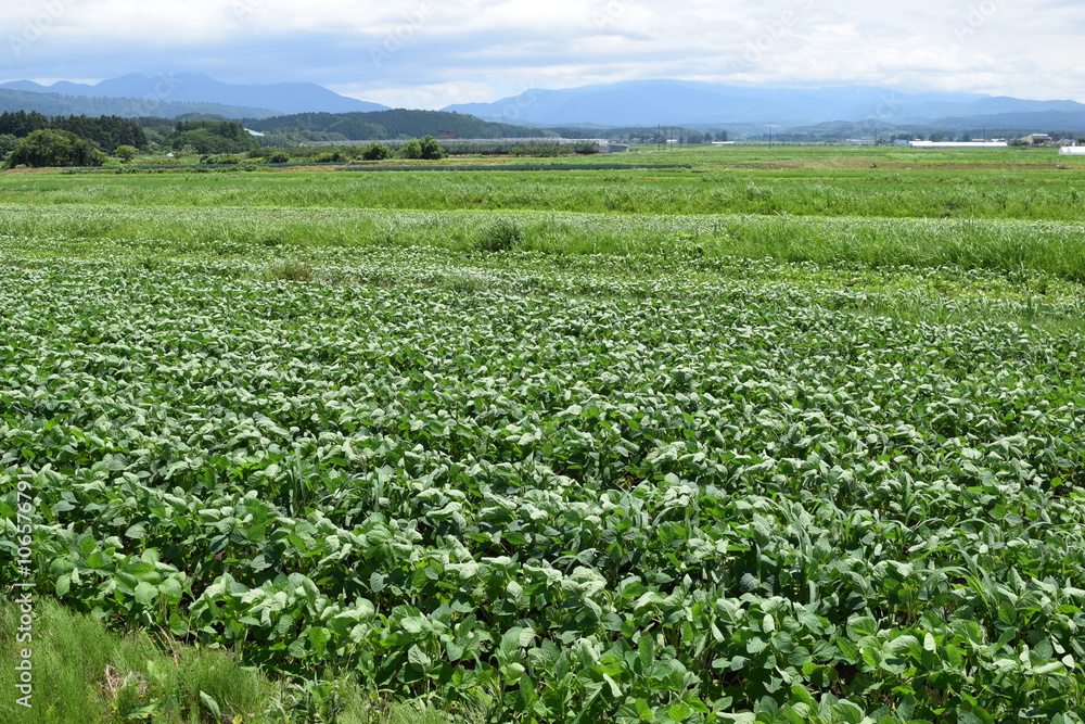大豆畑／山形県鶴岡市で、大豆畑の風景を撮影した写真です。
