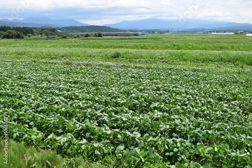 大豆畑／山形県鶴岡市で、大豆畑の風景を撮影した写真です。