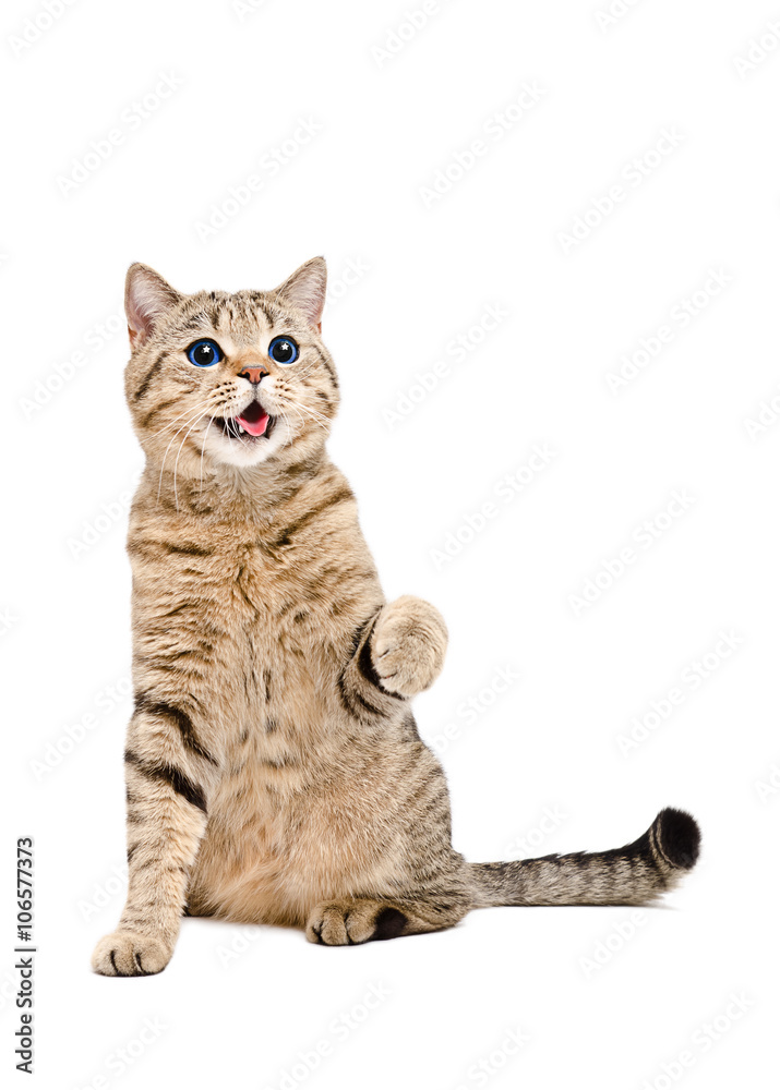 Fototapeta premium Portrait of a playful cat Scottish Straight with the reflection of the stars in the eyes