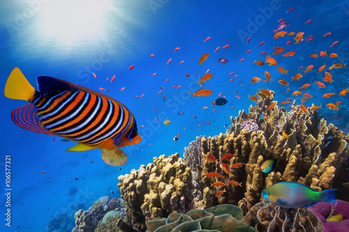 rafa-koralowa-i-tropikalna-ryba-w-oceanie