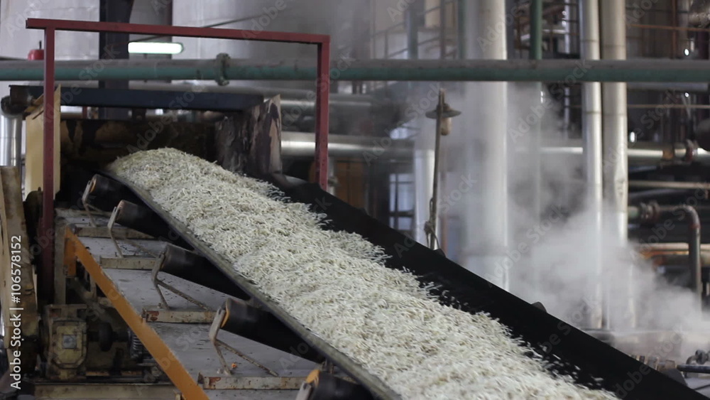 Chopped sugar beet on conveyor belt in sugar refinery Chopped sugar beet on conveyor belt in sugar refinery