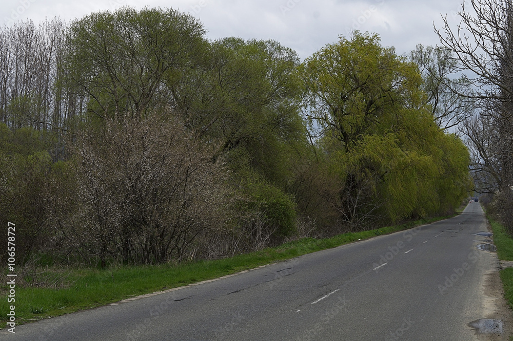 Fototapeta premium Trees on the sidelines of a country road