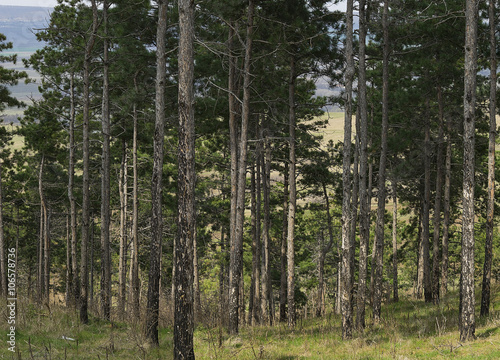 Fototapeta Naklejka Na Ścianę i Meble -  Fir forest on a hillside