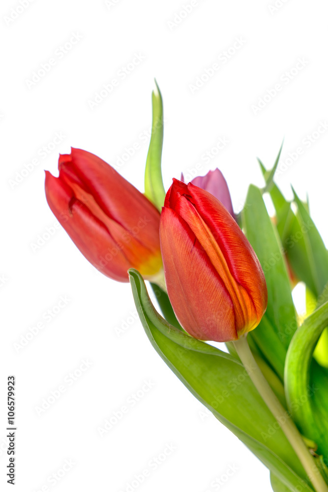 Tulips / beautiful Tulips over a bright background Tulips / beautiful Tulips over a bright background