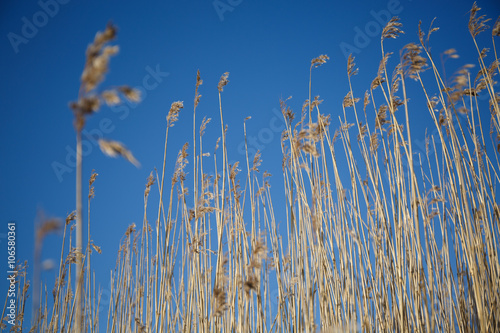 Obraz na plátně Spikes grass sedge dry on the background of blue sky