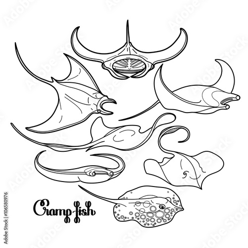 Graphic cramp fish collection