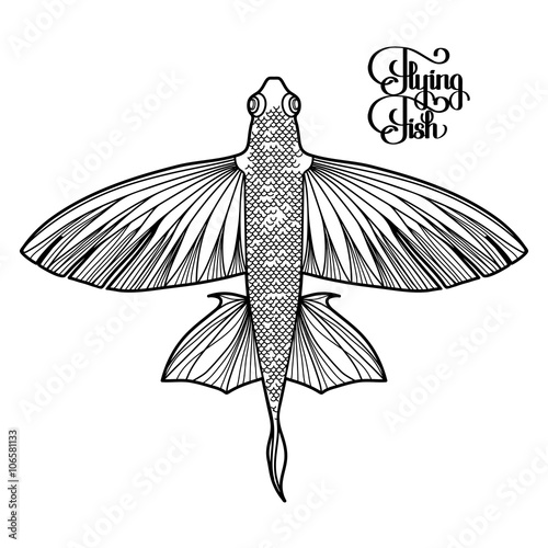 Graphic flying fish