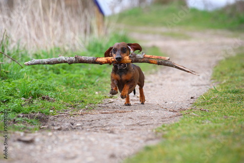 Photography flying/ small dog with stick in its mouth running on a trail through the forest