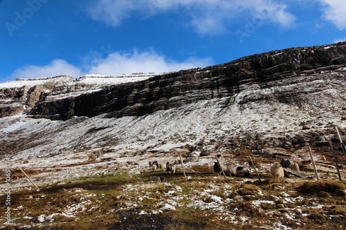 Wildlife in the Faroese wilderness on a winters day in the north Atlantic 