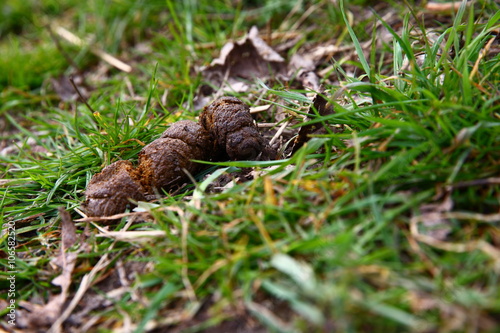 doggy poo/ doggy poo in the middle of a walking trail