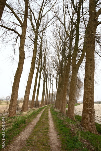 pathway/ beautiful pathway through the fields in the outskirts of the Netherlands