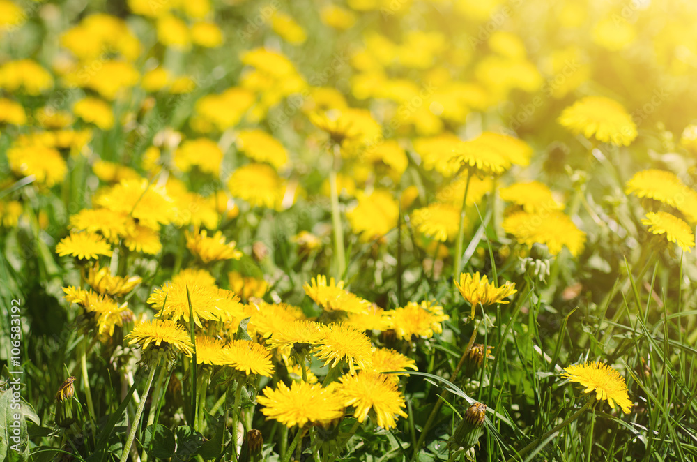 Fototapeta premium Dandelion yellow flowers growing on the meadow in spring time on the green grass with sun rays