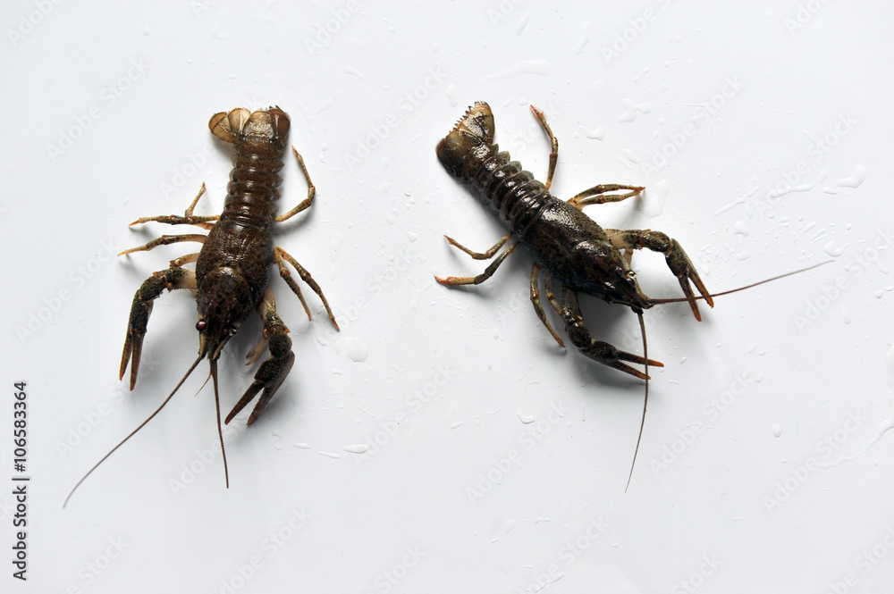 two Crayfish isolated on a white background. two Crayfish isolated on a white background.