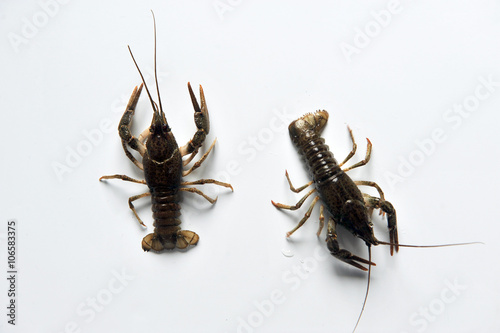 two Crayfish isolated on a white background.