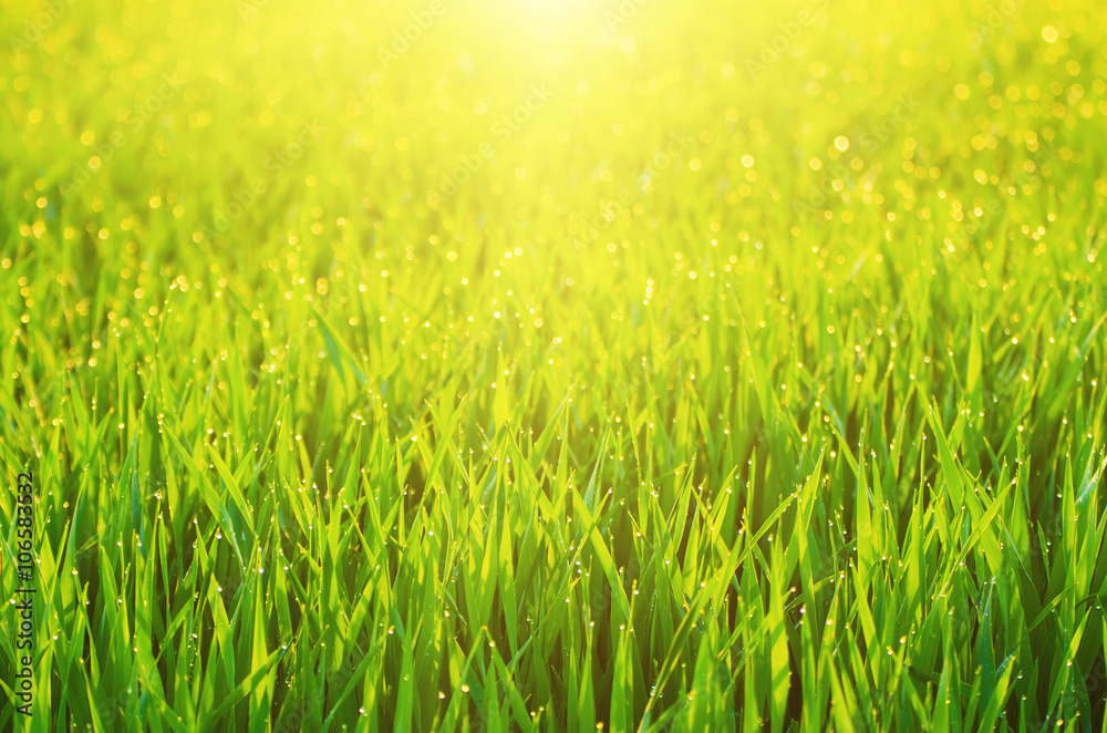 Sunny green grass  field suitable for backgrounds or wallpapers, natural seasonal landscape