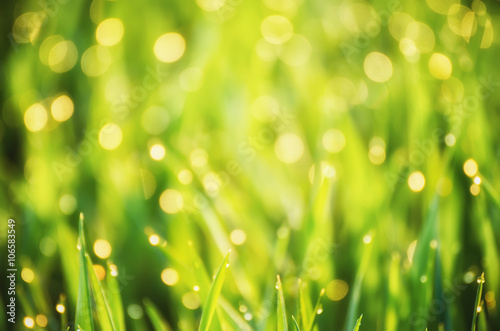 Natural abstract soft green eco sunny background with grass and light spots