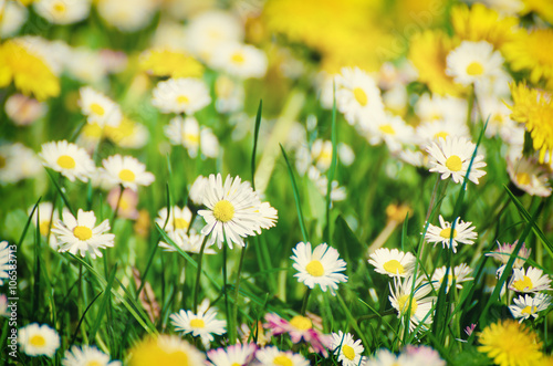 Wild camomile daisy flowers growing on green meadow, macro image with copy space, holiday easter background