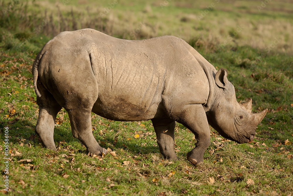 Black Rhino walking in sunshine Black Rhino walking in sunshine