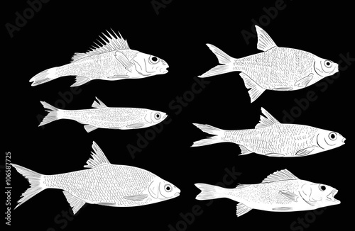 set of six freshwater fishe sketches on black