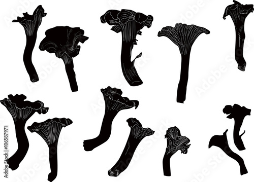 twelve black chanterelles isolated on white