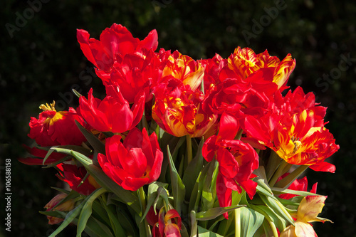 Bouquet de tulipes sur fond noir © guitou60
