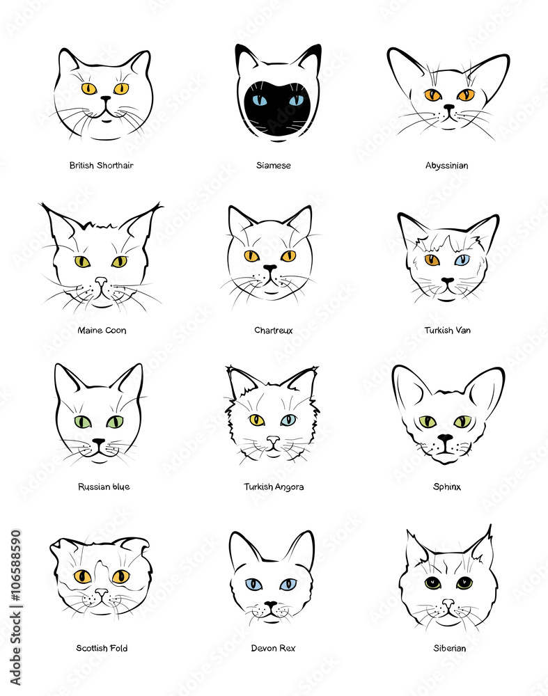 Fototapeta premium Collection feline muzzles kittens of different breeds