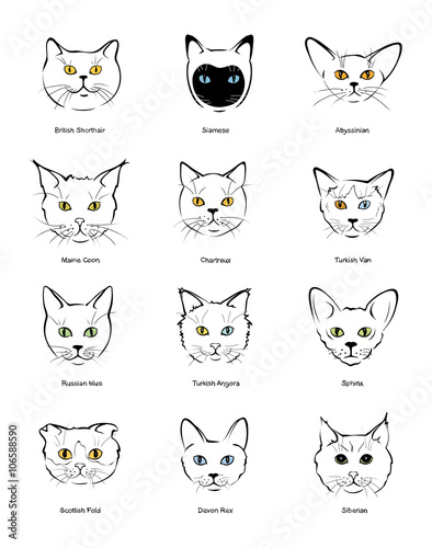 Collection feline muzzles kittens of different breeds
