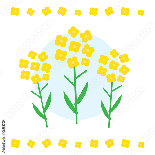 Canola flower vector illustration. Canola flower concept in flat style. Canola flowers symbols