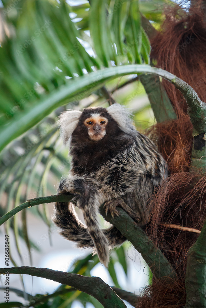 Obraz premium Common marmoset or Callithrix sitting on a branch