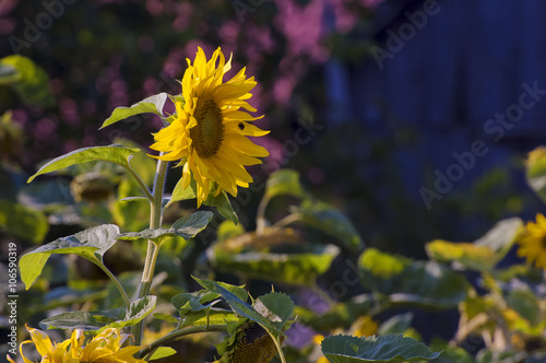 SUNFLOWERS - LATO W OGRODZIE